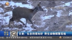 甘肃：生态持续向好 野生动物频繁亮相 - 甘肃省广播电影电视