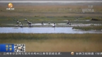 甘肃：生态持续向好 野生动物频繁亮相 - 甘肃省广播电影电视