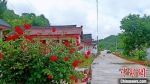 图为整改后的徽县伏家镇硖门村村容村貌，鲜花绿树环绕。(资料图) 贾寒峰 摄 - 甘肃新闻
