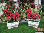 图为甘肃成县小川村妇女编织的花束成品。　钟欣 摄 - 甘肃新闻