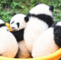 （社会）（3）重庆：4只半岁大熊猫户外庆祝半岁生日 - 人民网