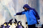 （图片故事）（1）在亚热带养企鹅——企鹅“老爸”与他的一家 - 人民网