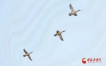 【生态文明@湿地】兰州银滩湿地公园：水鸟翔集看蓝色黄河 - 中国甘肃网