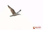 【生态文明@湿地】兰州银滩湿地公园：水鸟翔集看蓝色黄河 - 中国甘肃网