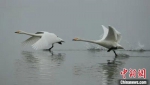 近期调查中，12支调查队对甘肃越冬大天鹅的活动情况进行了拍摄和追踪。兰州大学供图 - 甘肃新闻