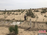 图为甘肃民勤的治沙人忙着给树木浇水。(资料图) 徐雪 摄 - 甘肃新闻