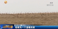 【新春走基层 关注甘肃越冬大天鹅】给候鸟一个温暖的家 - 甘肃省广播电影电视