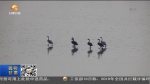 【新春走基层 关注甘肃越冬大天鹅】给候鸟一个温暖的家 - 甘肃省广播电影电视