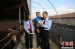图为税务人员帮扶基层发展“牛产业”。(资料图) 钟欣 摄 - 甘肃新闻