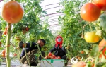 甘肃省酒泉市肃州区总寨戈壁生态产业园区一农户正在采摘成熟的西红柿。（侯崇慧 摄） - 人民网
