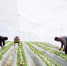 图为陇南徽县农民在草莓大棚内劳作。　高琼 摄 - 甘肃新闻