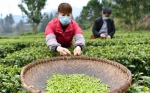 鄂西山区春茶采摘 - 中国甘肃网