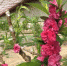 图为安宁堡桃基地温室大棚种植1年生桃树开花。　张婧 摄 - 甘肃新闻