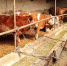 图为甘肃农户养牛。(资料图)甘肃农业大学供图 - 甘肃新闻