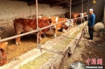 图为甘肃农户养牛。(资料图)甘肃农业大学供图 - 甘肃新闻