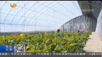 【短视频】甘肃省蔬菜出口稳步恢复 - 甘肃省广播电影电视