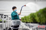 图为工作人员为花卉苗木浇水。　丁凯 摄 - 甘肃新闻