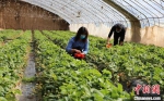 图为鄢旗坳村村民正在采摘草莓。　盘小美 摄 - 甘肃新闻