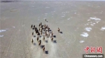 3月初，设于敦煌西湖国家级自然保护区的红外相机，拍摄到了大群野骆驼的视频和照片。　敦煌西湖国家级自然保护区管理局供图 - 甘肃新闻
