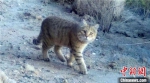 从保护区红外相机监测中，科研人员还首次发现了濒危物种荒漠猫的照片和视频。　敦煌西湖国家级自然保护区管理局供图 - 甘肃新闻