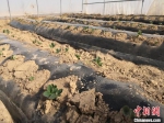 图为农庄的大棚里培育的草莓苗。　杜萍 摄 - 甘肃新闻