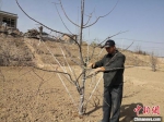 图为村民修剪果树。　杜萍 摄 - 甘肃新闻