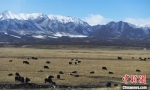 图为祁连山下的山丹军马场，牦牛、马匹和祁连山的雪色相互映衬出别样美景。(资料图) 杨艳敏 摄 - 甘肃新闻