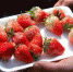 图为秦安县三达种养殖农民专业合作社种植的草莓。　巨浩 摄 - 甘肃新闻