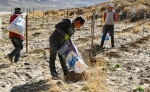 西藏山南：小葡萄拓宽农牧民致富路 - 中国甘肃网