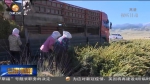 【短视频】种植绿色希望 共筑生态文明 - 甘肃省广播电影电视