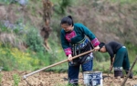 湖南：十八洞村里春耕忙 - 中国甘肃网