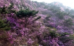 青岛大珠山：杜鹃花海漫山绽放 - 中国甘肃网