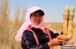 甘肃青土湖岸畔“沙漠人参”丰收：生态和经济双提升 - 甘肃新闻