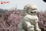 赏花季|兰州小西湖：西湖之畔花正好 海棠依旧笑春风（组图+视频） - 中国甘肃网