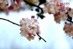 赏花季|兰州小西湖：西湖之畔花正好 海棠依旧笑春风（组图+视频） - 中国甘肃网