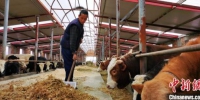 甘肃广河设"母牛超市"批发价售卖 新措激农户养殖信心 - 甘肃新闻