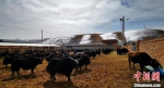 藏区“高原牦牛”繁育基地：“肉奶双赢”助牧民增收 - 甘肃新闻