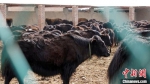 藏区“高原牦牛”繁育基地：“肉奶双赢”助牧民增收 - 甘肃新闻