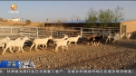​【短视频】甘肃省今年首次引进澳大利亚种羊顺利入境 - 甘肃省广播电影电视