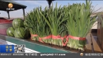 【短视频】白银平川：农旅融合拓宽致富增收路 - 甘肃省广播电影电视