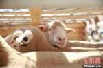 甘肃今年首次包机引进千余只澳大利亚种羊 - 甘肃新闻