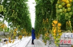 酒泉戈壁农业保“疫”下蔬菜供给 成农民新增收点 - 甘肃新闻
