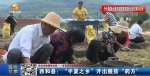 【短视频】西和县：“半夏之乡”开出脱贫“药方”​ - 甘肃省广播电影电视