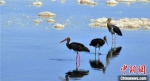 图为在敦煌渥洼池湿地休息觅食的水鸟。敦煌市委宣传部供图 - 甘肃新闻
