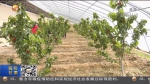 【短视频】甘肃：提升产业品质 改善人居环境 助力乡村振兴 - 甘肃省广播电影电视