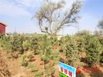情染五月！凉州区爱心人士捐赠绿化苗木（图） - 中国甘肃网