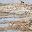 图为国家二级保护动物“黄鸭”在瓜洲湿地小憩。　魏金龙 摄 - 甘肃新闻