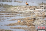 图为国家二级保护动物“黄鸭”在瓜洲湿地小憩。　魏金龙 摄 - 甘肃新闻