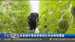 【短视频】甘肃省稳步推进贫困县区农业保险覆盖 - 甘肃省广播电影电视