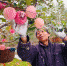 甘肃庆阳市庆城县白马铺镇果农忙着采摘苹果。(资料图) 高展 摄 - 甘肃新闻